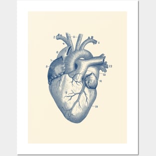 Human Heart Diagram - Vintage Anatomy Posters and Art